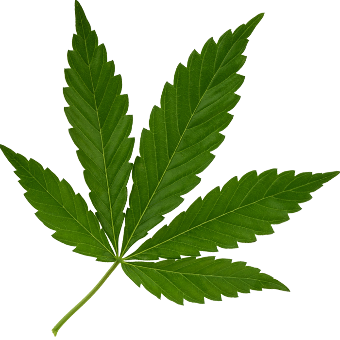 cannabis